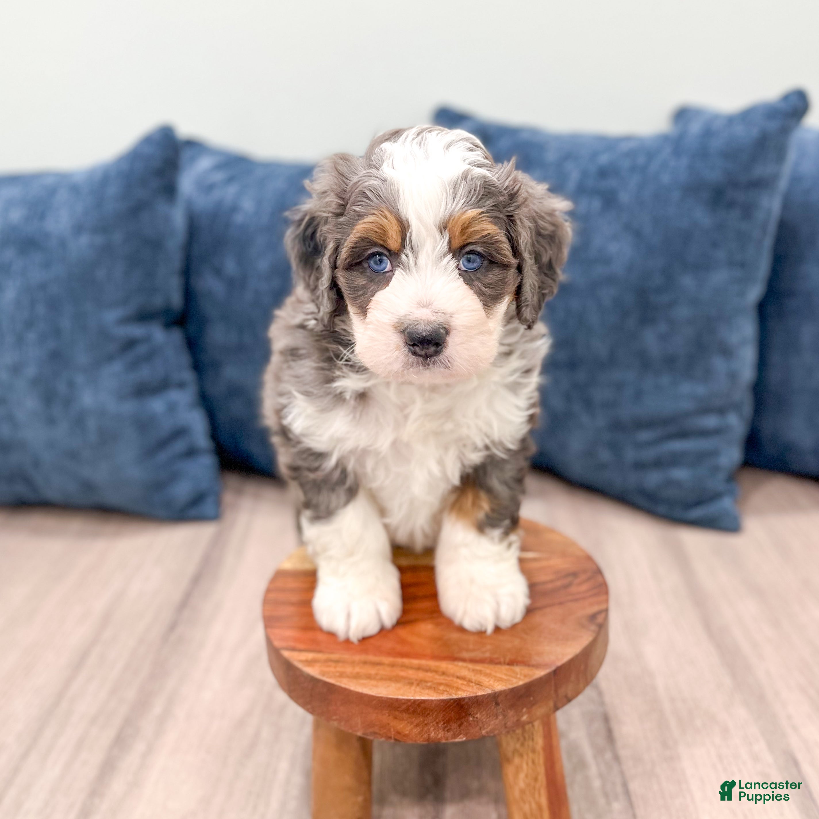 Mini Bernedoodle dogs Rocket - Ad 2