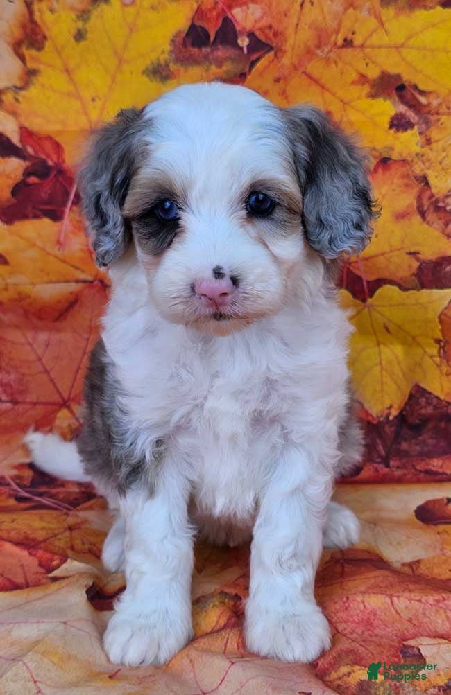 Teacup Mini Sheepadoodle Sheepadoodle Dog Breed Old English