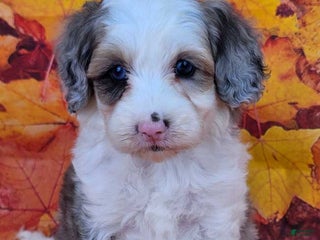 Mini Sheepadoodle dogs - Ad 34