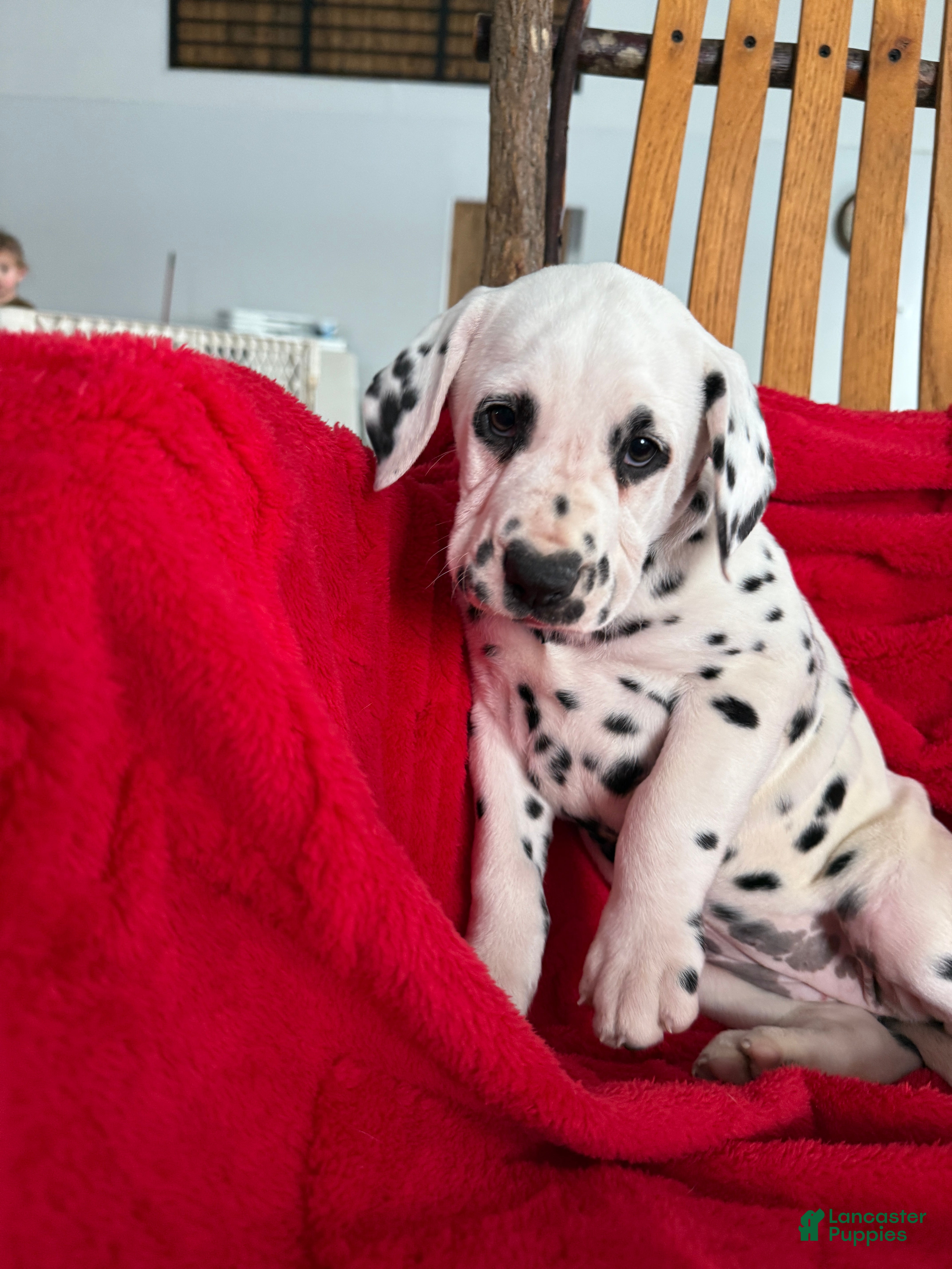 Dalmatian dogs Trinity - Ad 2