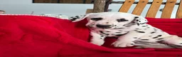 Dalmatian dogs for sale: Trinity - Ad 1