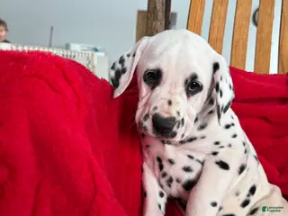 Dalmatian dogs Trinity - Ad 2
