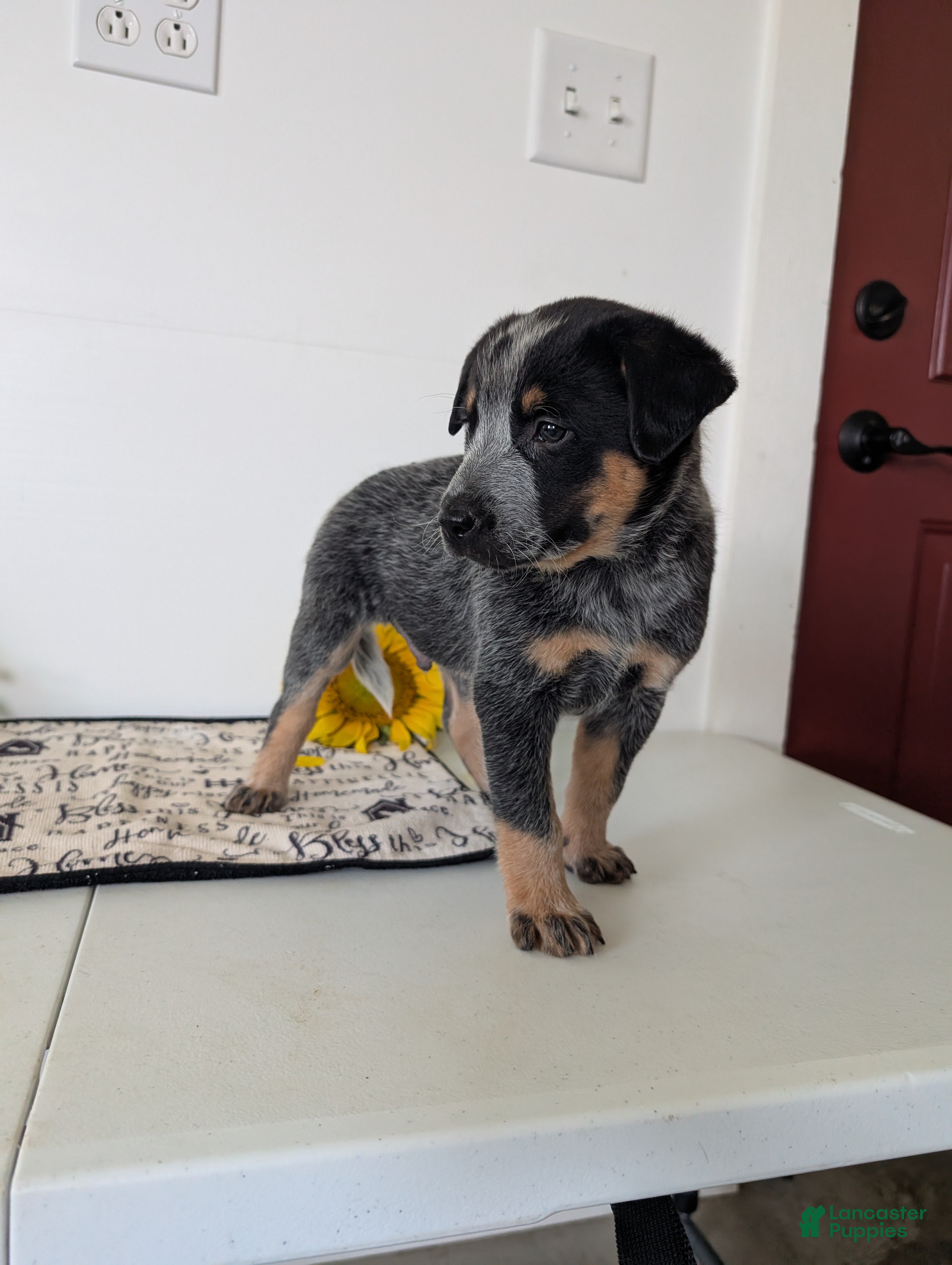 Australian Cattle Dog dogs Ranger  - Ad 1