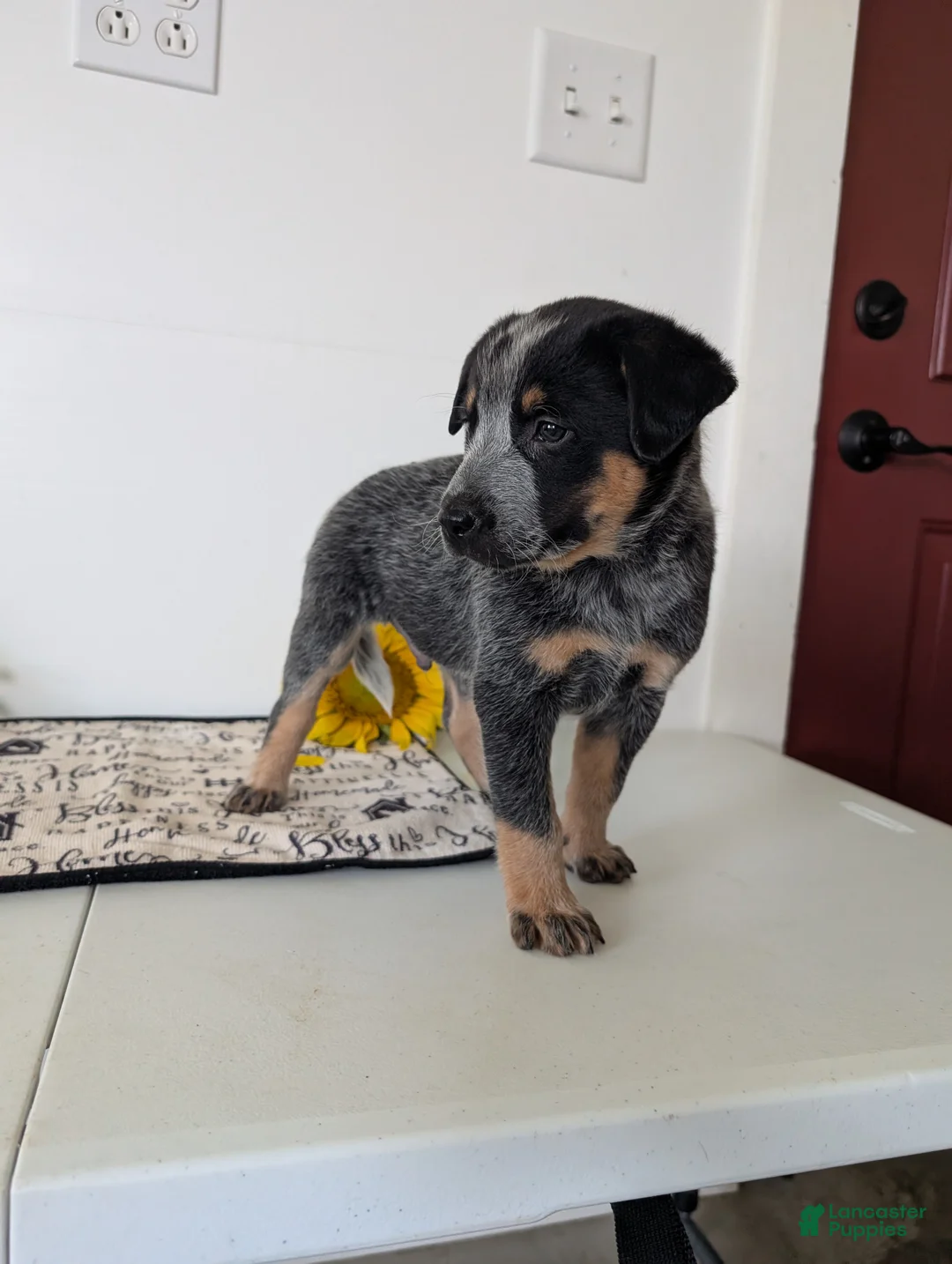 Australian Cattle Dog dogs for sale: Ranger  - Ad 1