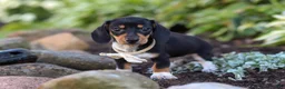 Miniature Dachshund dogs for sale: Duke - Ad 12