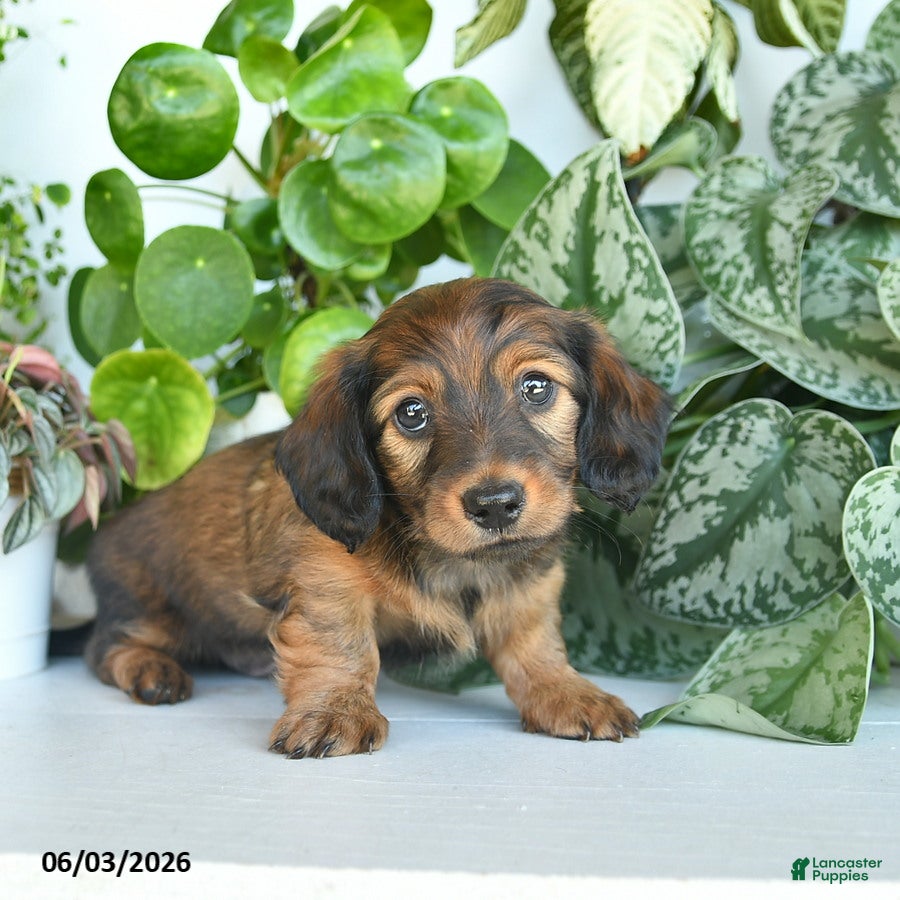 Miniature Dachshund dogs for sale: Donald  - Ad 3