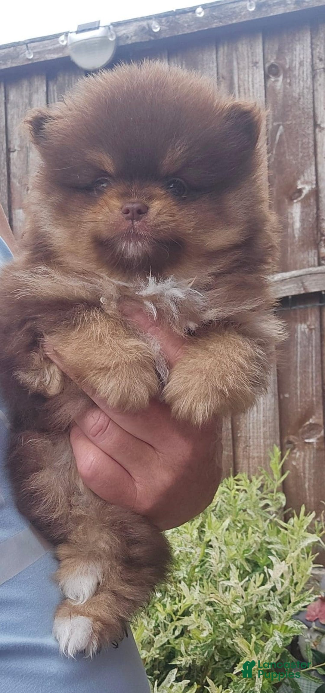 Pomeranian dogs for sale: Naya - Ad 12