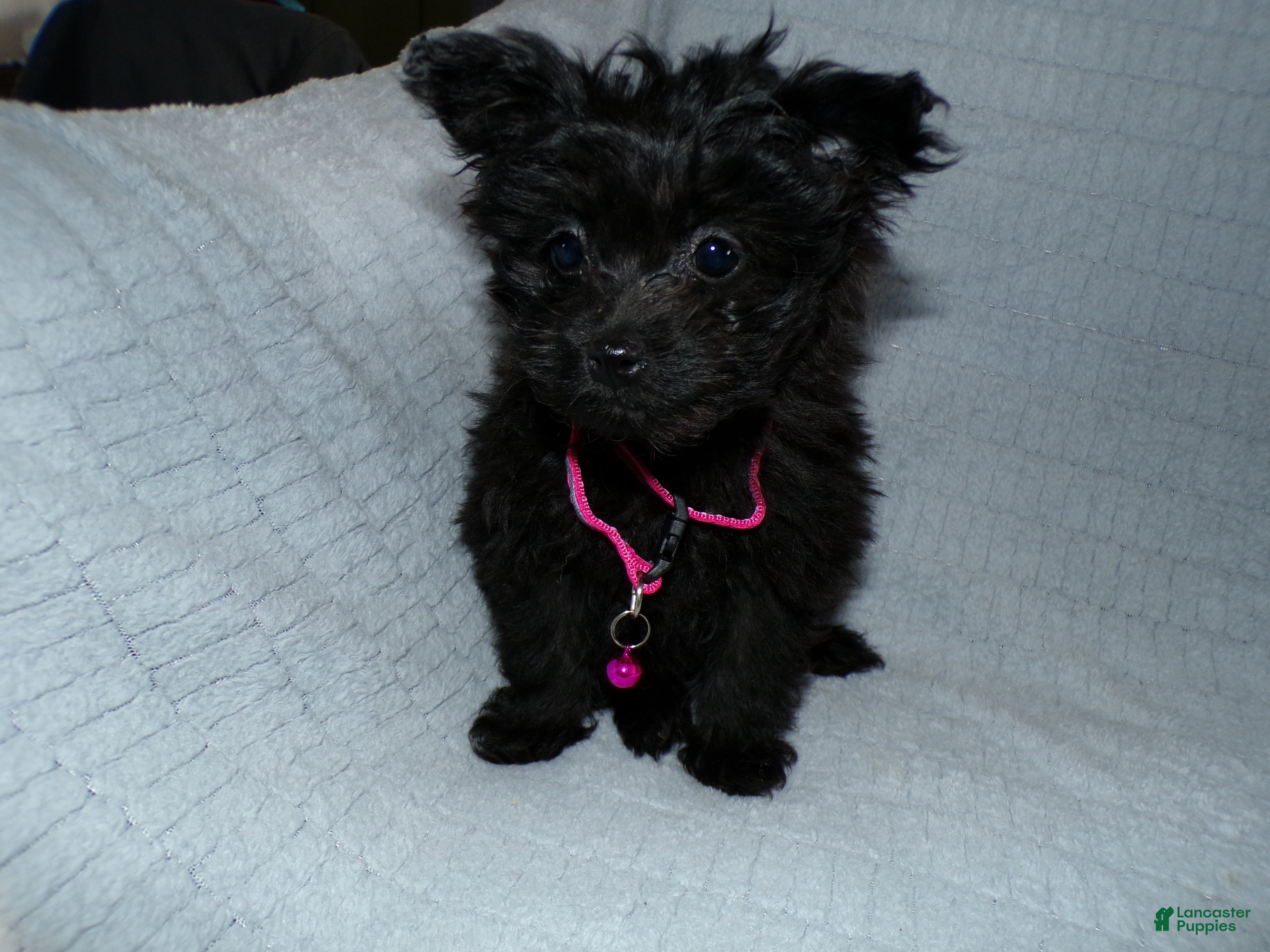 Pomapoo dogs Pomapoo Puppy 2 Bailey - Ad 10