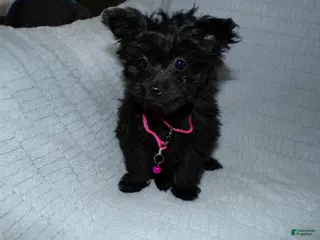 Pomapoo dogs Pomapoo Puppy 2 Bailey - Ad 18