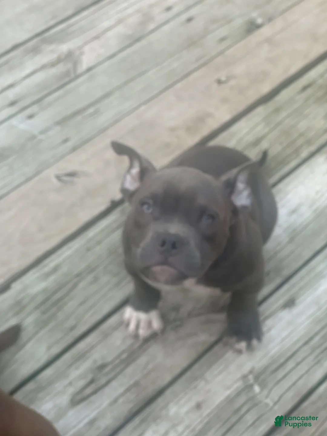 American Bully dogs for sale: Sky - Ad 2