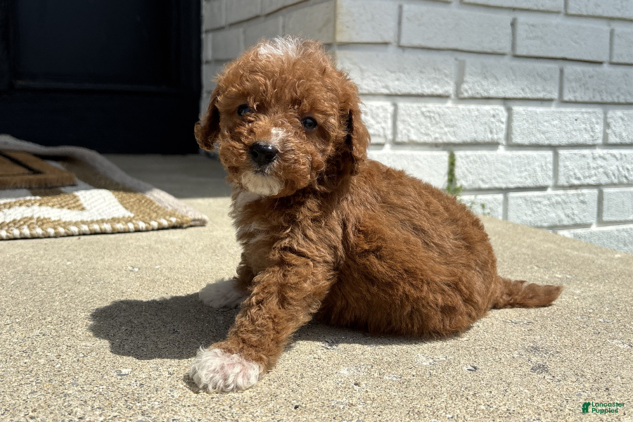 Mini Goldendoodle dogs Peyton - Ad 12