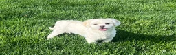 Lhasa Apso dogs for sale: Angel - Ad 2
