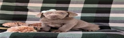 Labrador Retriever dogs for sale: Dori AKC Silver Lab - Ad 3