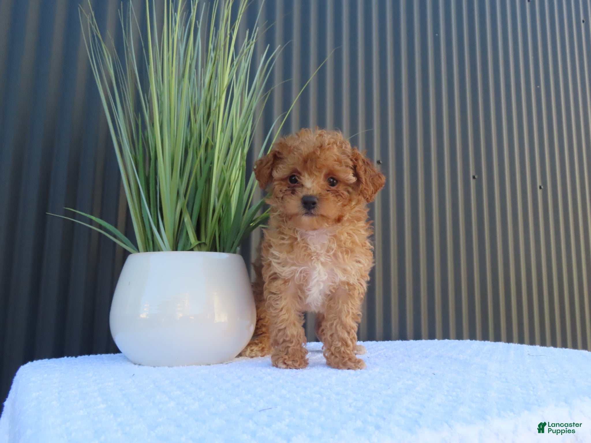 Toy Poodle dogs Bailey - Ad 2