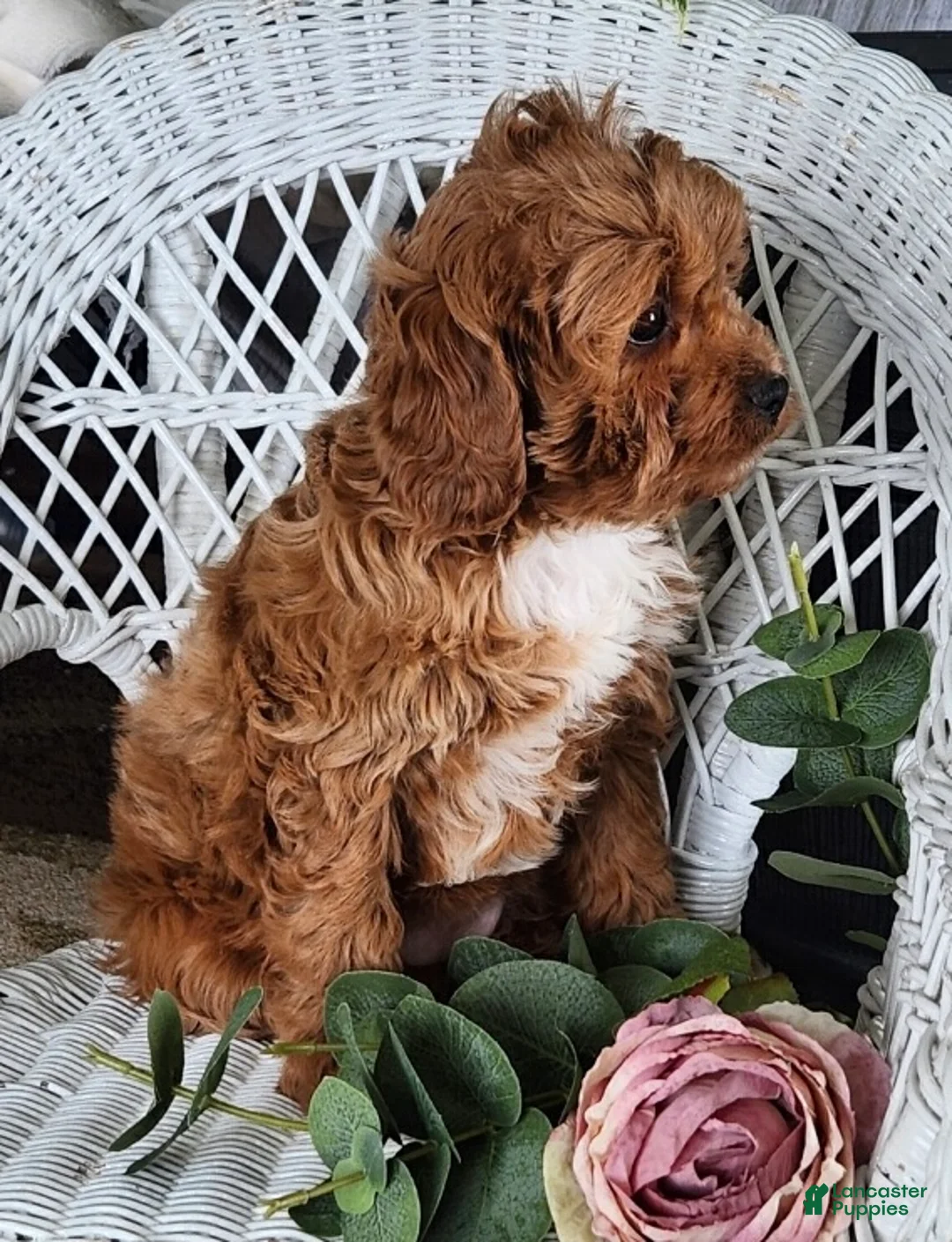 Cavapoo dogs for sale: Gem - Ad 4