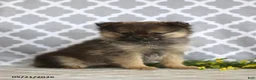 Pomeranian dogs for sale: Goldilocks - Ad 4