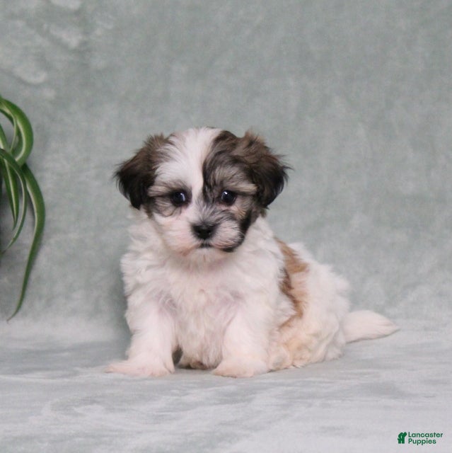 Teddy Bear dogs Duncan - Ad 1