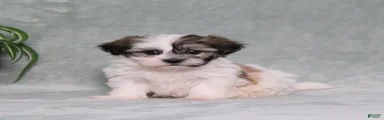 Duncan