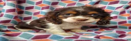 Cocker Spaniel dogs for sale: Annabell - Ad 3