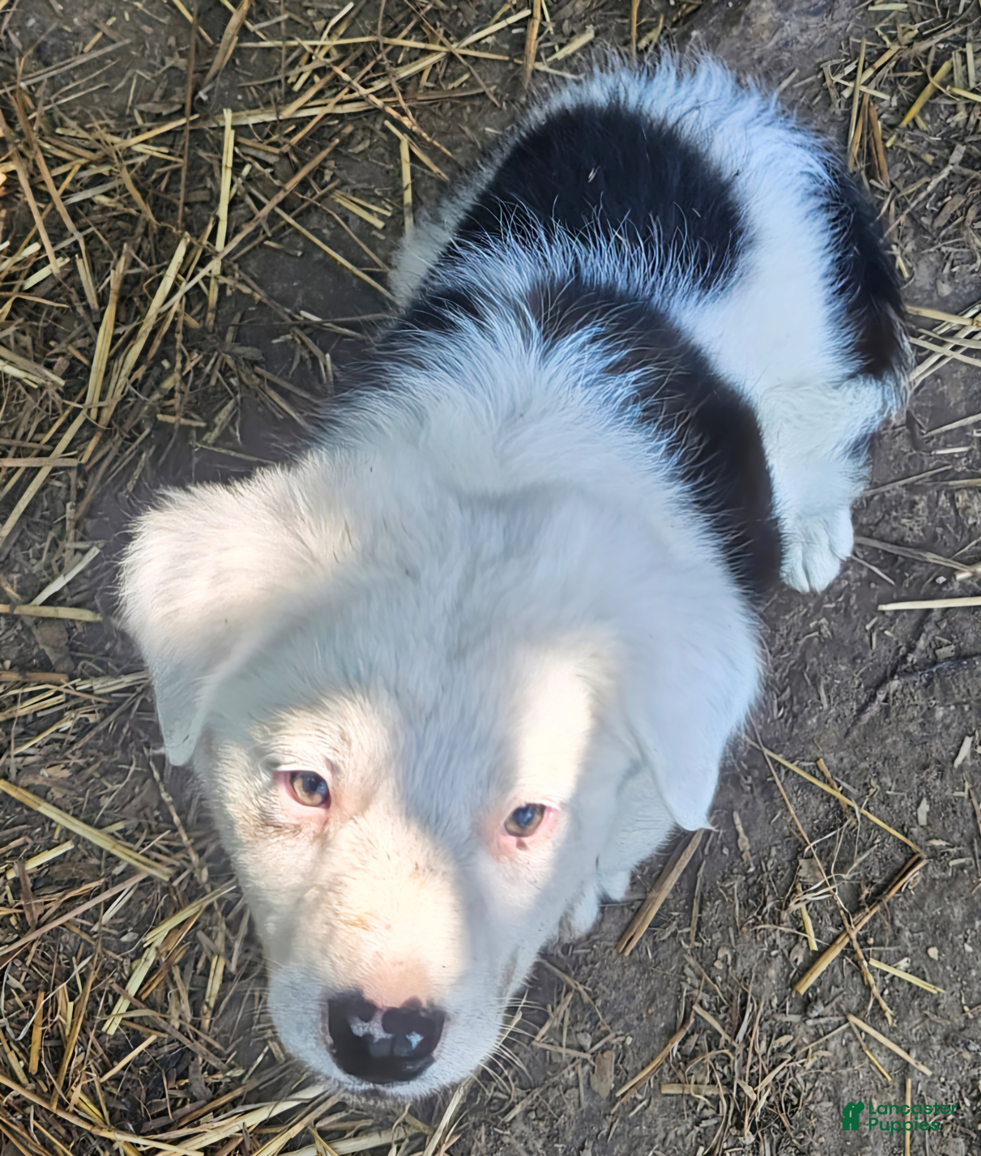 Border Collie dogs Inman BLUE EYES - Ad 3