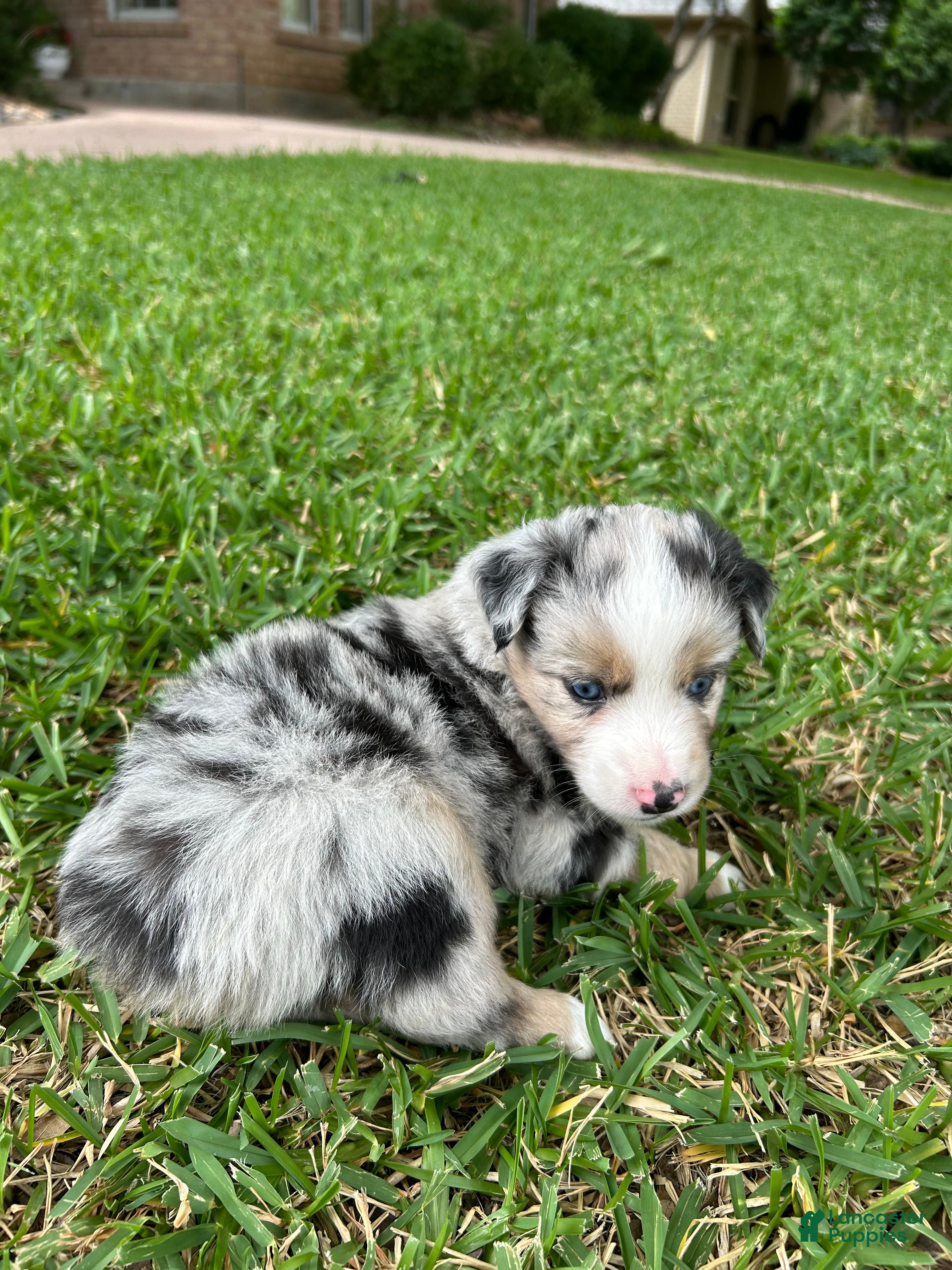 Miniature Australian Shepherd dogs for sale: Atlas - Ad 5