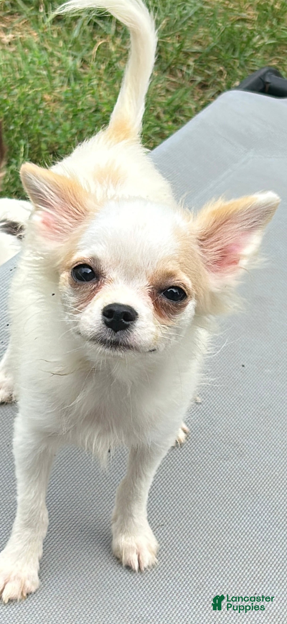 Chihuahua dogs for sale: Coconut - Ad 1