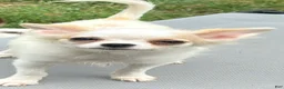 Chihuahua dogs for sale: Coconut - Ad 1