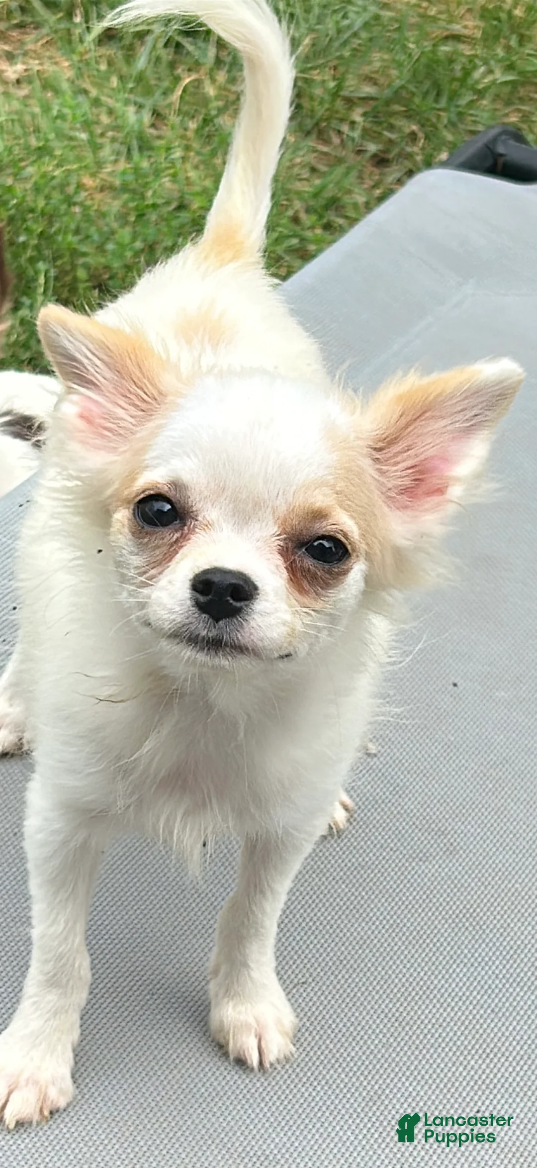 Chihuahua dogs for sale: Coconut - Ad 1