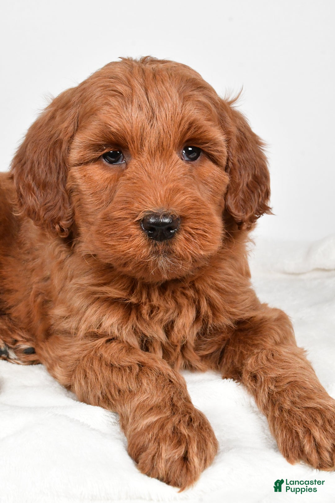 Goldendoodle dogs for sale: Patty-medium size  - Ad 11