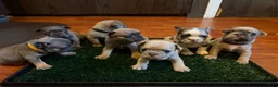 French Bulldog dogs for sale: Black - Ad 4