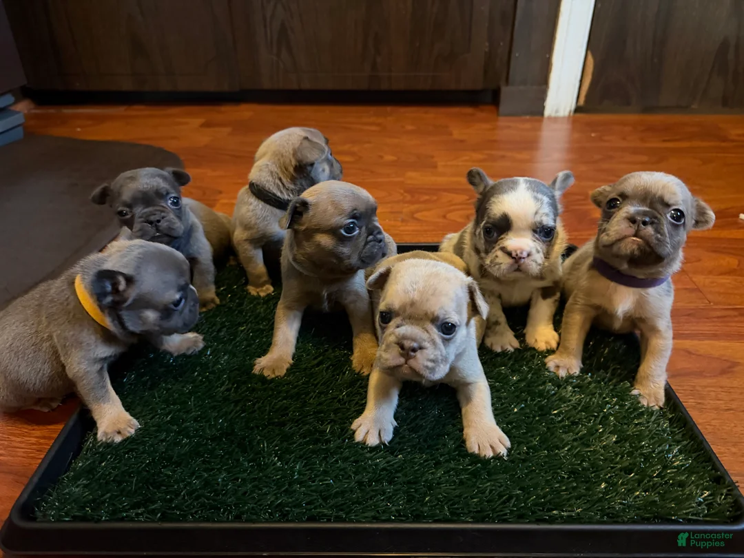 French Bulldog dogs for sale: Black - Ad 4