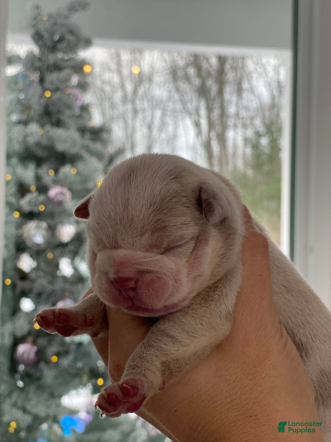 English Bulldog dogs for sale: Esmeralda - Ad 3