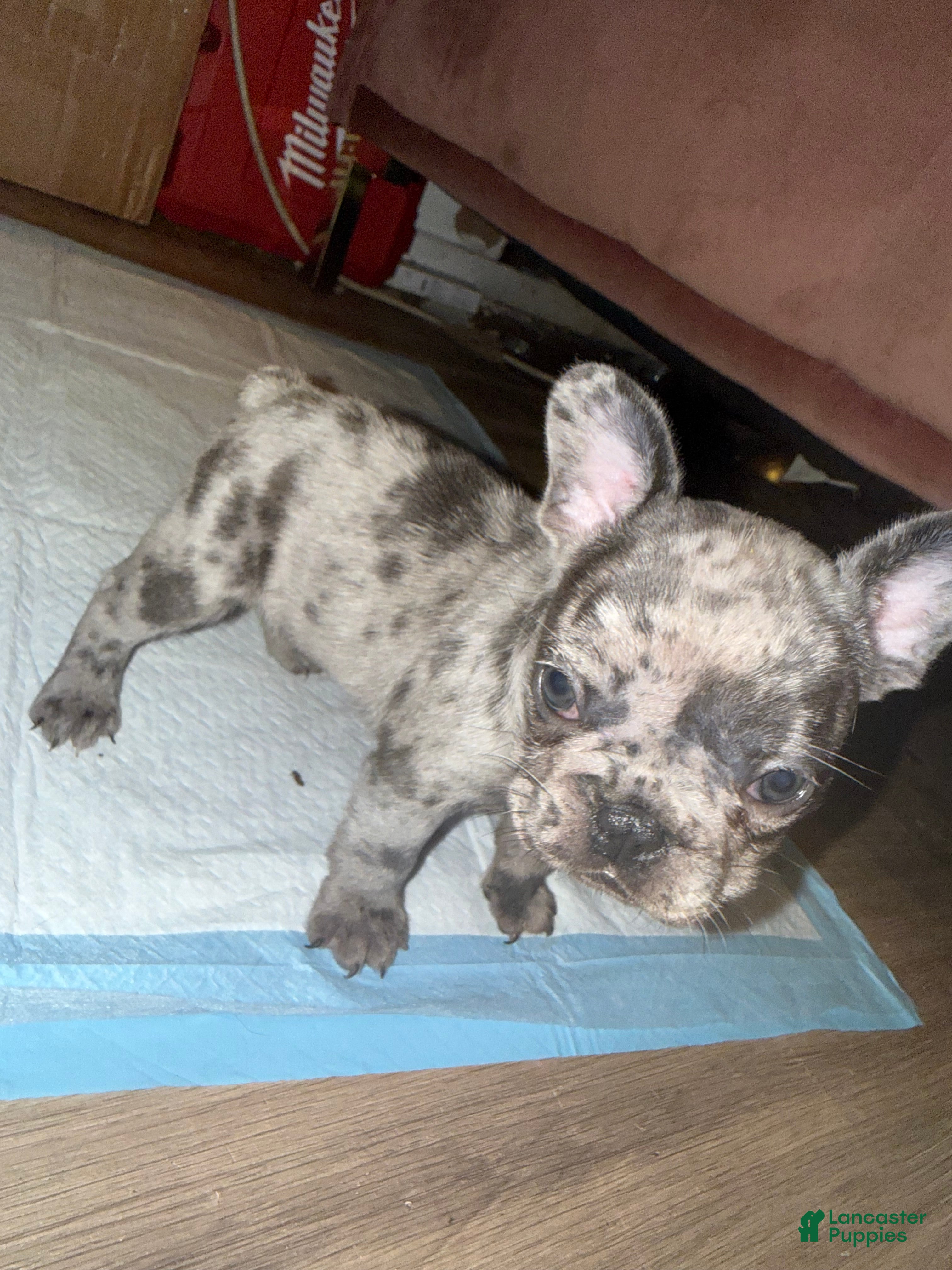 French Bulldog dogs French Bulldog 1 - Ad 10