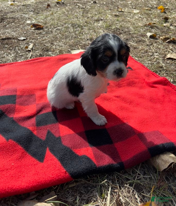 Cavapoo dogs Tuffy - Ad 12