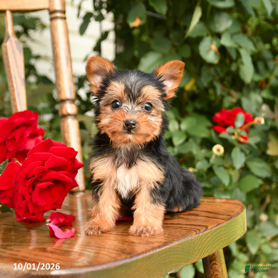 Yorkshire Terrier dogs for sale: Willow - Ad 1
