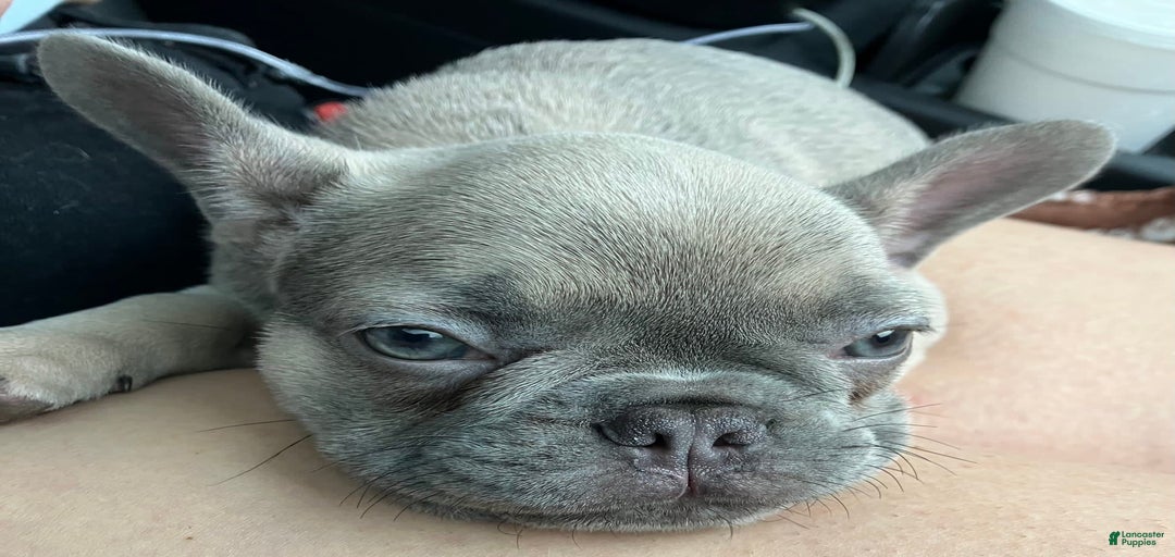 Gallery Image {{count}}