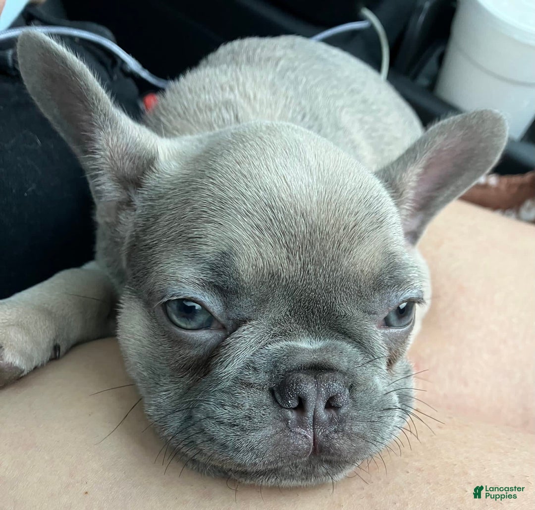 Gallery Image {{count}}