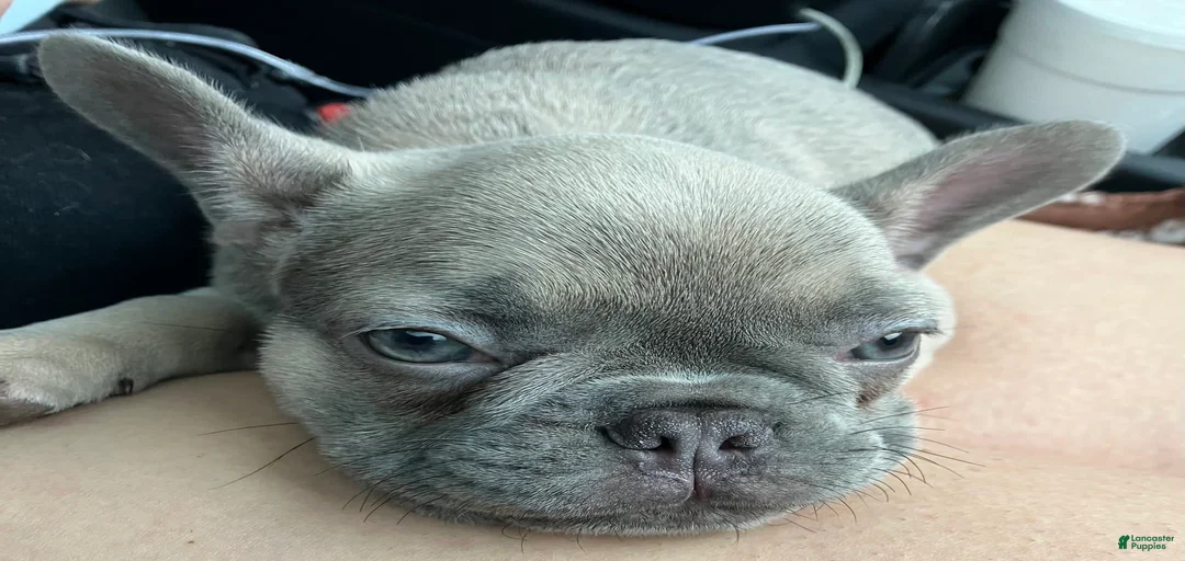 Gallery Image {{count}}