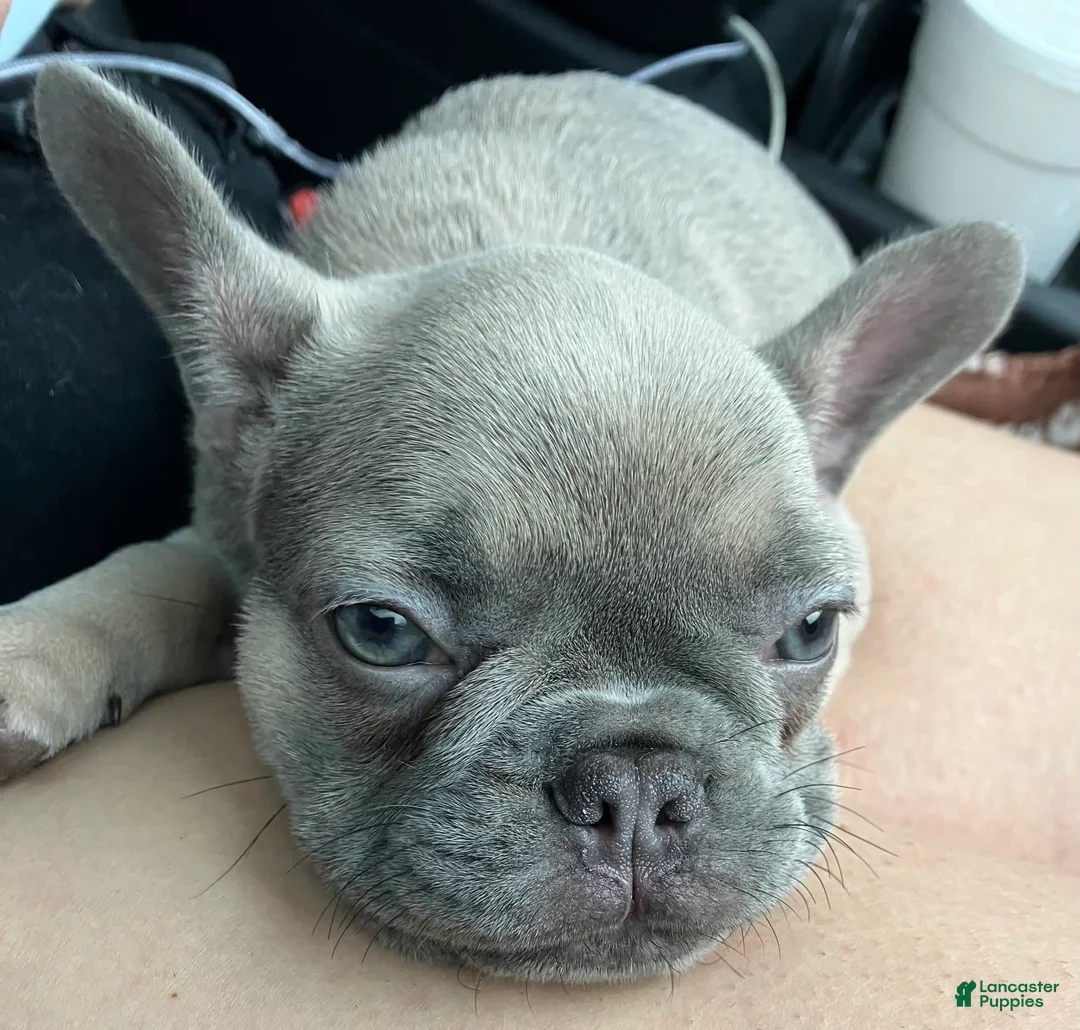 Gallery Image {{count}}