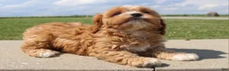 Cavapoo dogs for sale: Sky - Ad 4