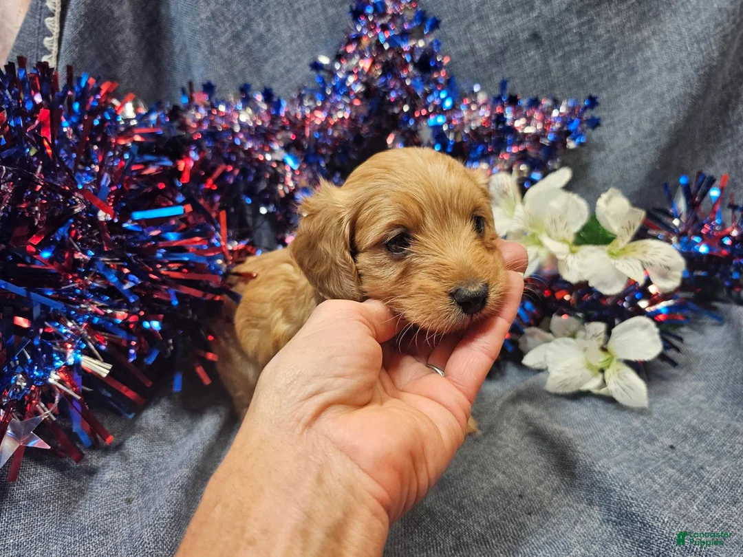 Maltipoo dogs for sale: Mindy (Female) - Ad 1