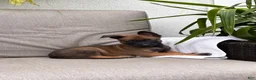 Belgian Malinois dogs for sale: Bonnie - Ad 3
