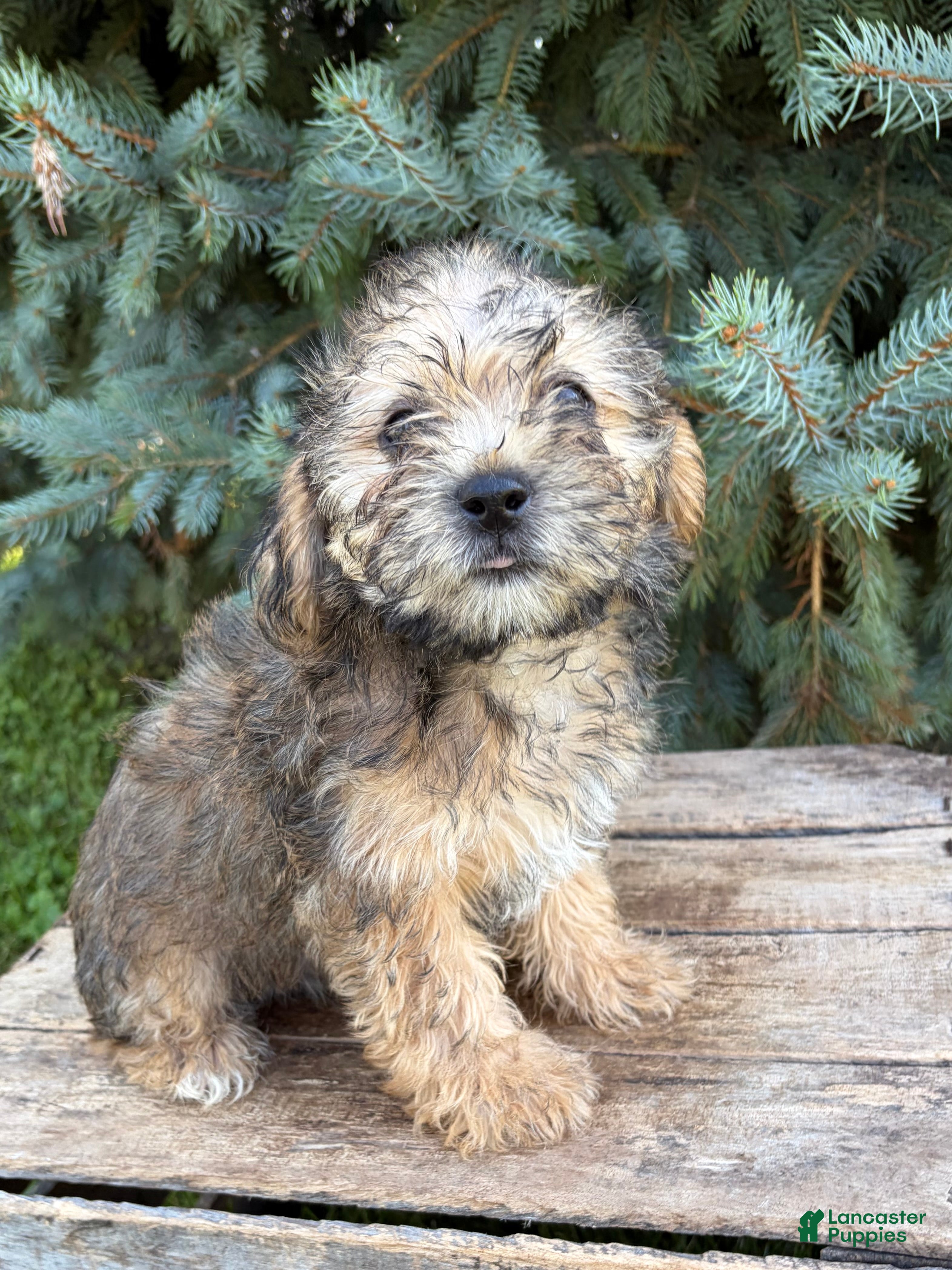 Shorkie dogs Luca - Ad 2