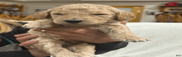 Goldendoodle dogs for sale: Pink - Ad 3