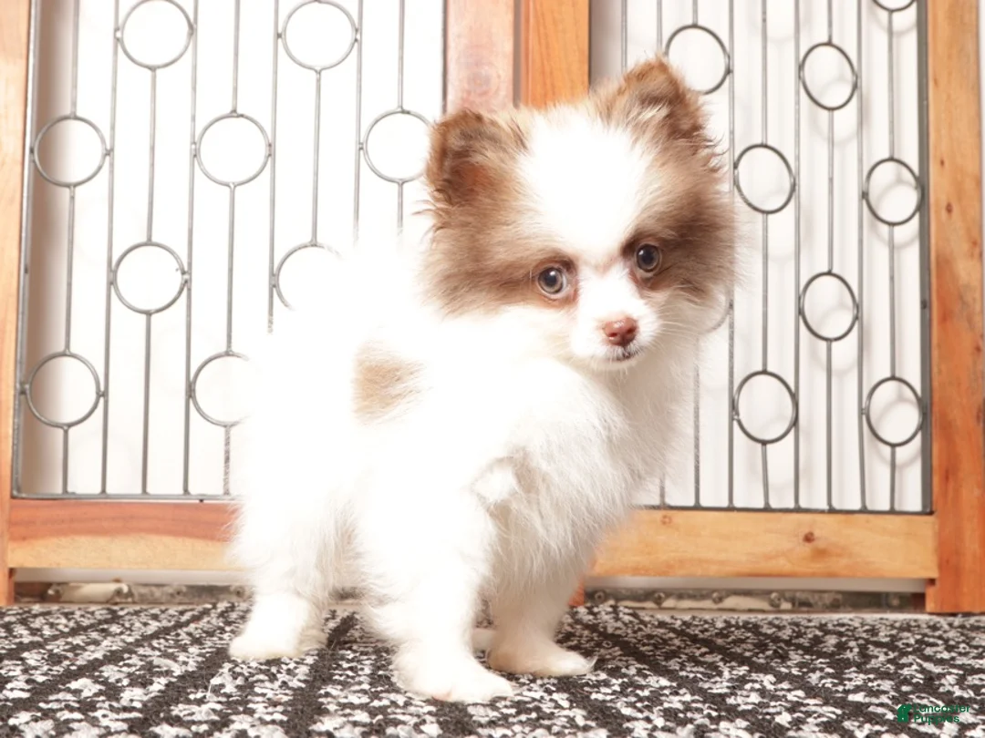 Pomeranian dogs for sale: Sam - Ad 1