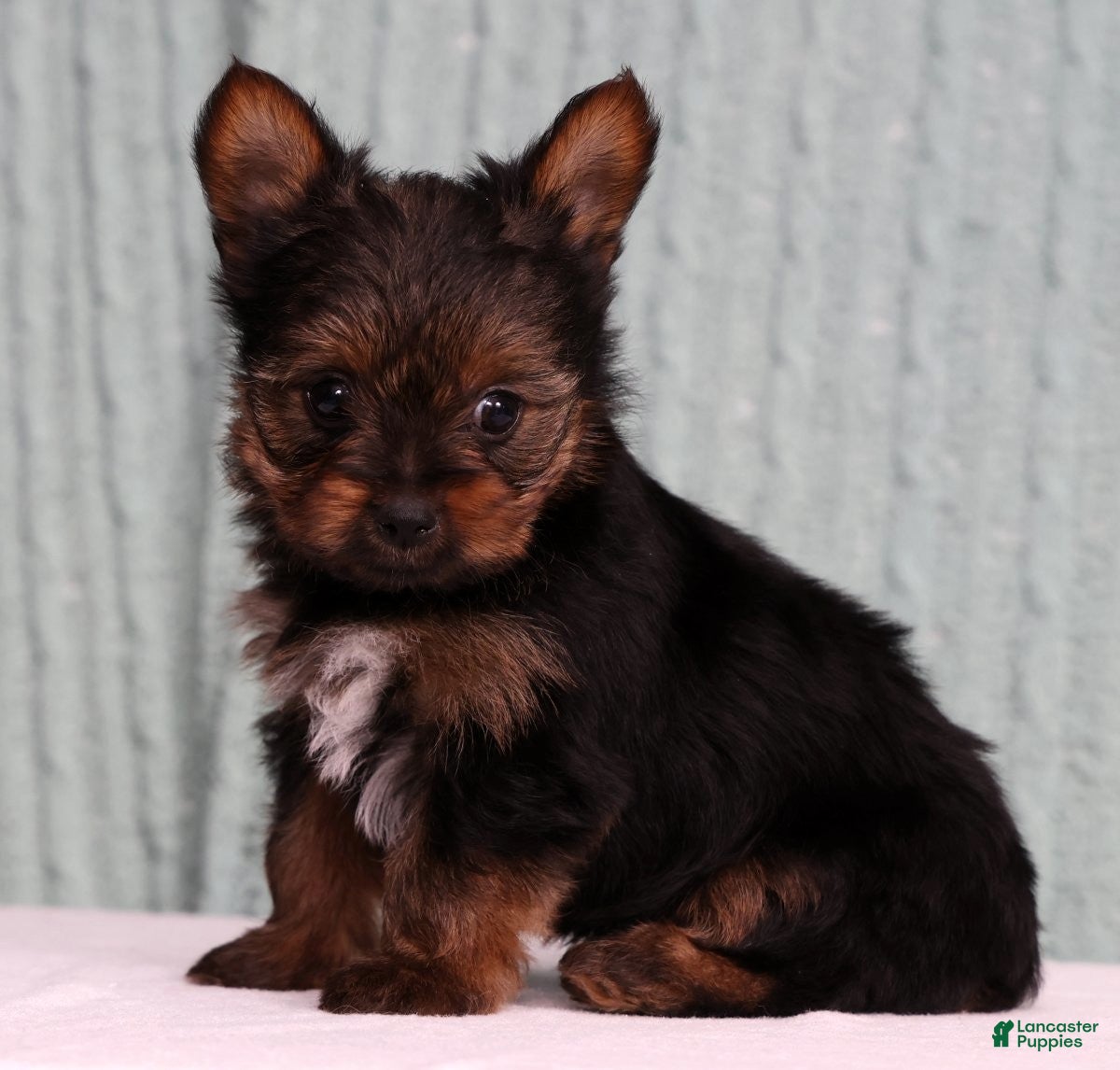 Yorkshire Terrier dogs Dunkin - Ad 2