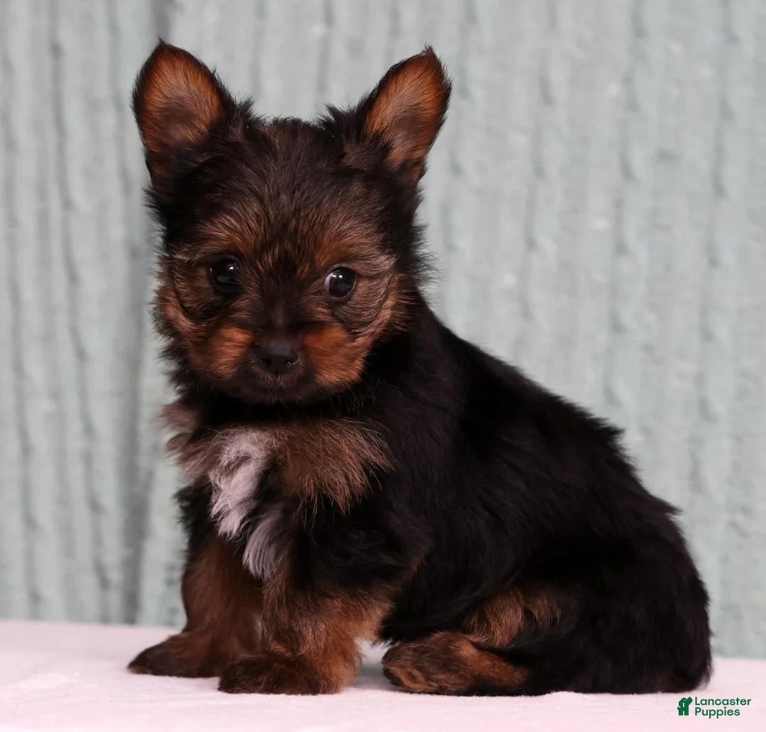 Yorkshire Terrier dogs for sale: Dunkin - Ad 2