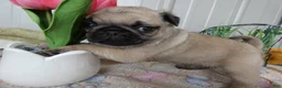 Pug dogs for sale: Pug Puppy 1 Cody - Ad 2
