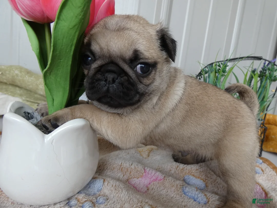 Pug dogs for sale: Pug Puppy 1 Cody - Ad 2