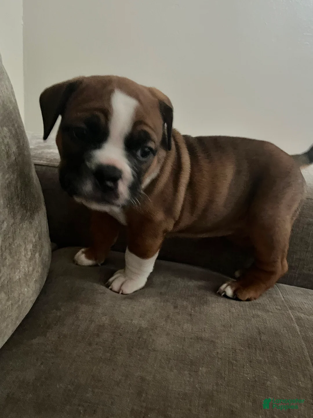 Mixed Breed dogs for sale: Bailey  - Ad 2